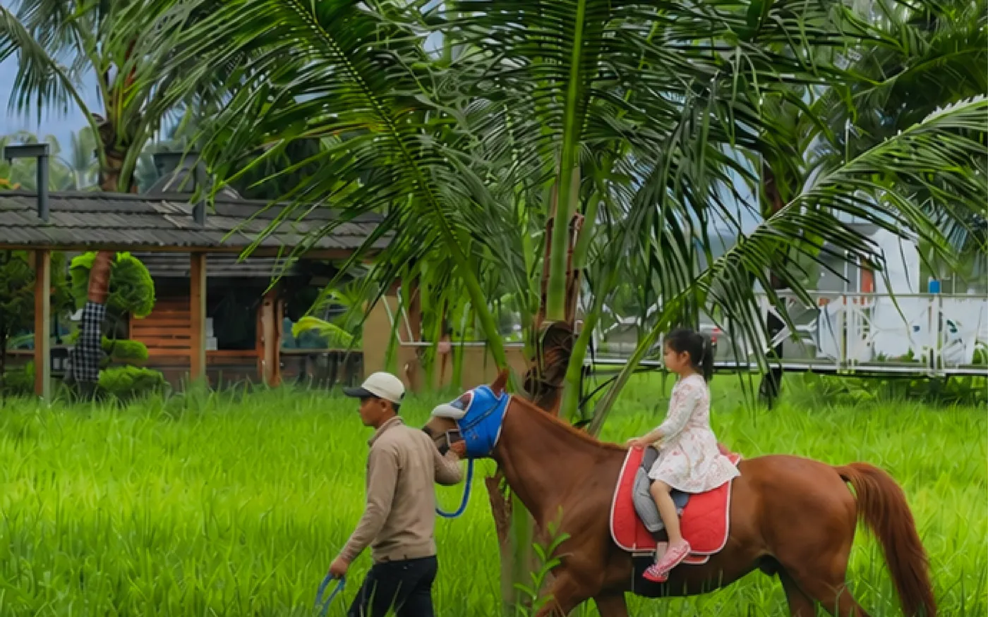 Berkuda di sawah