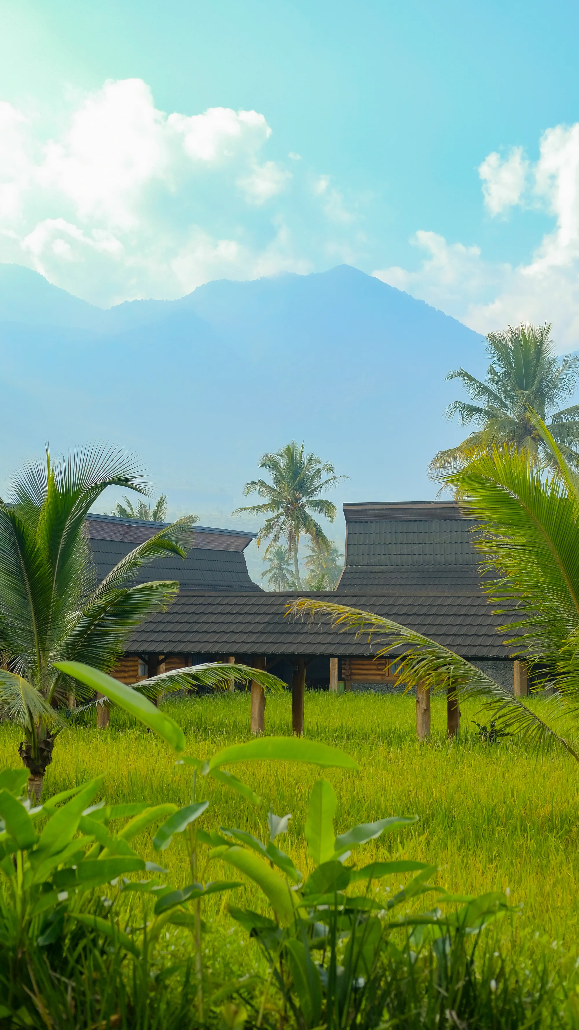 Sawah dengan latar Gunung Guntur